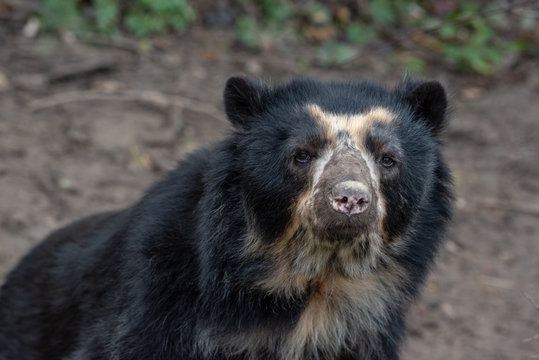 Spectacled Bear