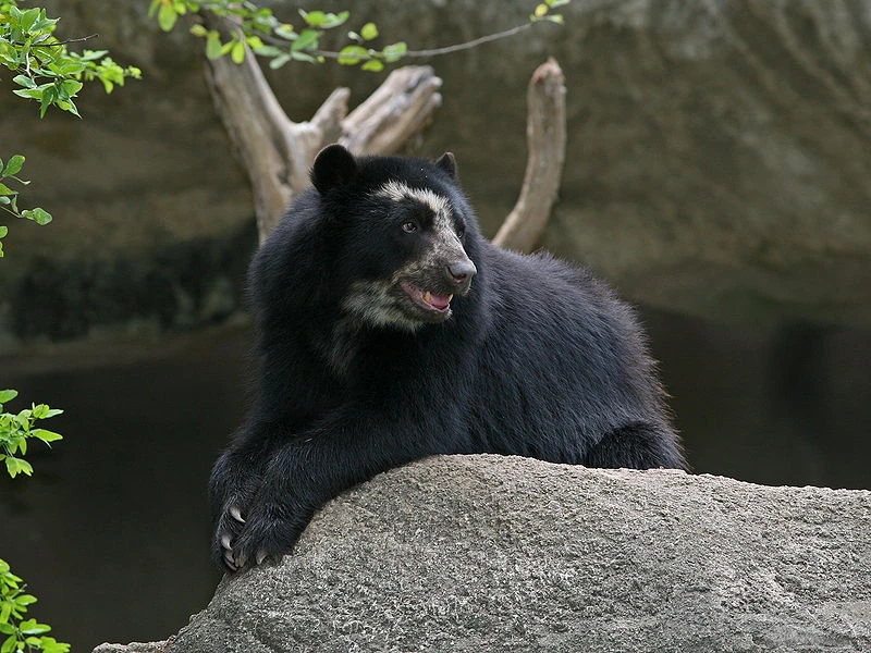 Bear in forest