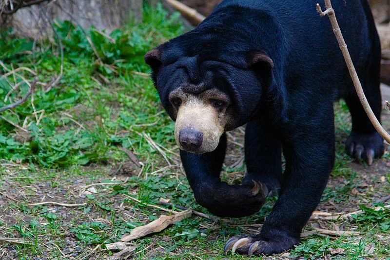 Black Bear
