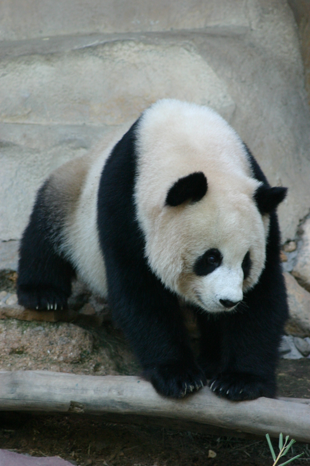 Giant Panda